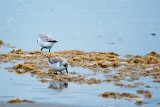 Ameland (105)